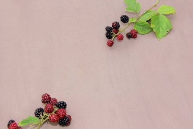 Hafif arka planda olgun böğürtlenler ve böğürtlen filizleri