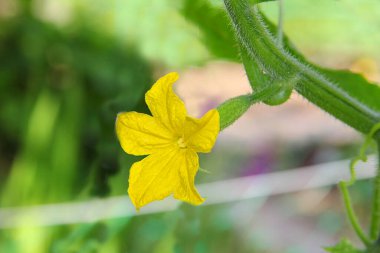 Bahçede sarı çiçekli küçük yeşil bir salatalık.