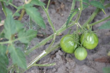 Bahçedeki yeşil domatesler