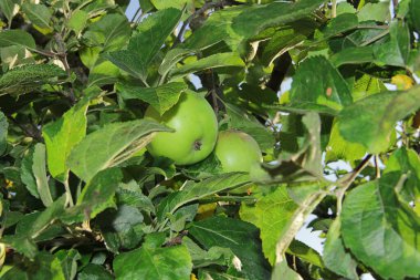 Olgun elmalar kırmızı ve yeşil Yazın bahçede bir ağaçta asılı