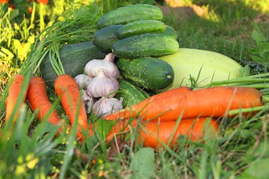 Çimlerin üzerinde taze sebzeler