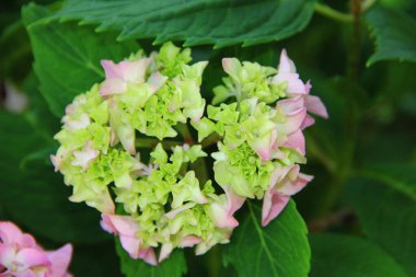 Yaz bahçesinde pembe ve yeşil ortanca çiçekleri