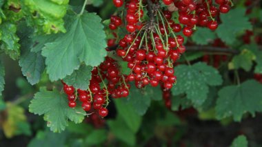 Bahçedeki bir dalda frenk üzümü.