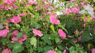 Pembe ve beyaz çiçeklerle dolu bir tarla