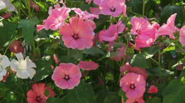 Bahçede beyaz çiçekler