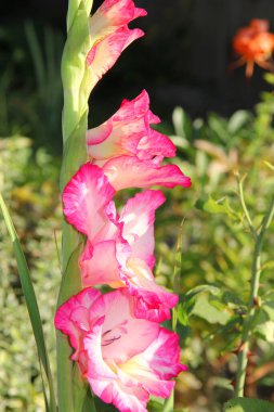 Bahçede pembe çiçek açan gladyatörler