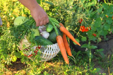 Bir kadının eli bir sepet sebze taşır. Bahçedeki taze sebzeler havuç, salatalık ve sarımsak. Yaz bahçesinde bir sepetin içinde sebzeler