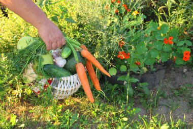 Bir kadının eli bir sepet sebze taşır. Bahçedeki taze sebzeler havuç, salatalık ve sarımsak. Yaz bahçesinde bir sepetin içinde sebzeler