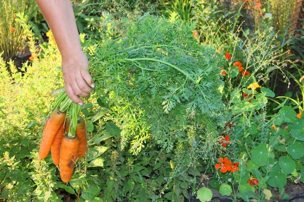 Zanahorias Frescas Solo Del Jardín Mano Fotos de stock libres de derechos