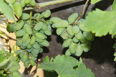 Bahçedeki çalıların üzerinde bir demet yeşil üzüm.