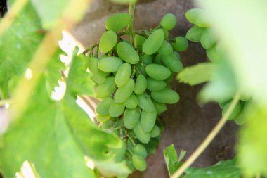 Bahçedeki çalıların üzerinde bir demet yeşil üzüm.