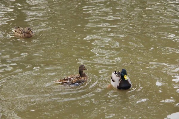 wild ducks swim in the lake in winter