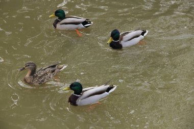 Vahşi ördekler kışın gölde yüzerler.