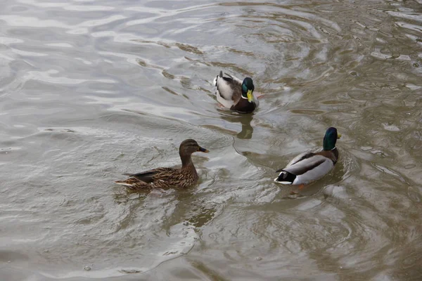 Patos Salvajes Nadan Lago Invierno — Foto de Stock