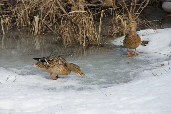 Wilde Eend Sneeuw Winter Zoek Naar Voedsel — Stockfoto