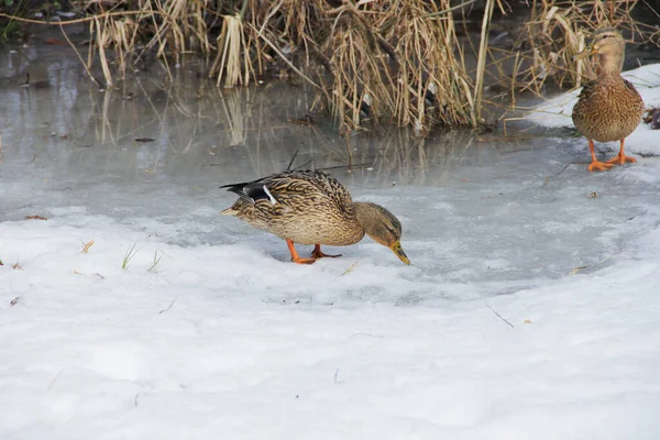 Wilde Eend Sneeuw Winter Zoek Naar Voedsel — Stockfoto