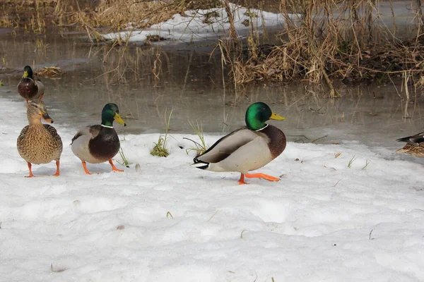 Wilde Eendendrak Winter Sneeuw Zoek Naar Voedsel — Stockfoto