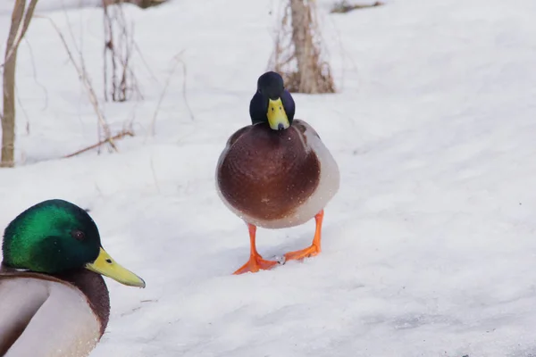 Anatra Selvatica Drake Inverno Nella Neve Cerca Cibo — Foto Stock