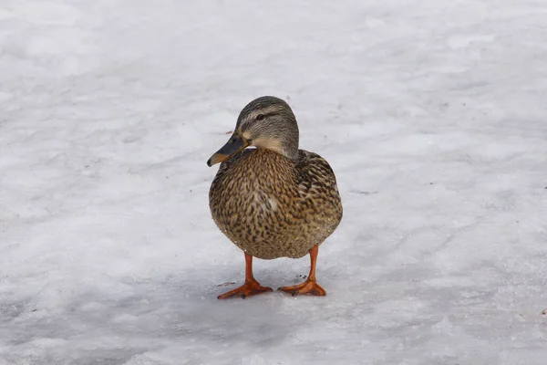 Wilde Eend Sneeuw Winter Zoek Naar Voedsel — Stockfoto