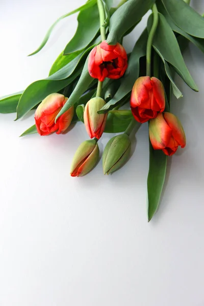 Tulipanes Rojos Aislados Blanco — Foto de Stock