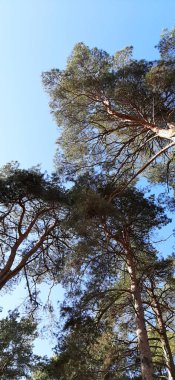 Ormanda çam ağaçları ve açık mavi gökyüzü