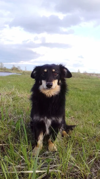 这只狗是黑色的 褐色的坐在草地上 — 图库照片