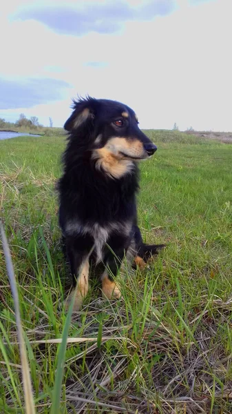 Собака Черного Цвета Сидящая Траве — стоковое фото