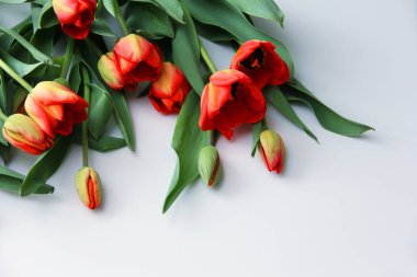 Beyaz arka planda kırmızı lale demeti