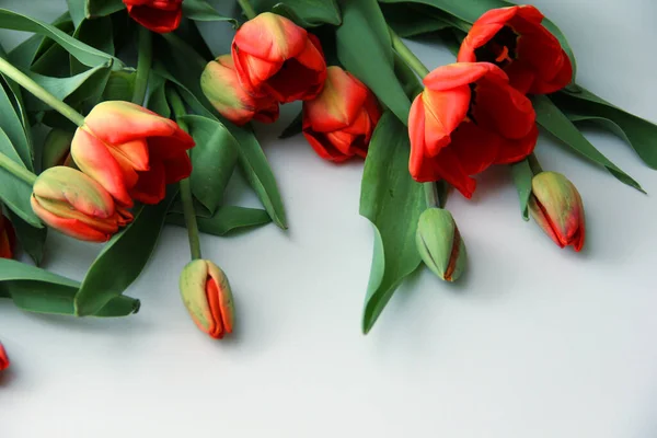 Tulipanes Rojos Sobre Fondo Blanco Madera — Foto de Stock