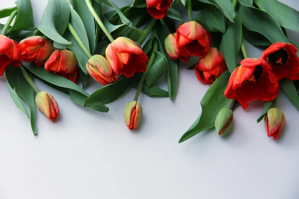 Tulipanes Rojos Sobre Fondo Blanco Madera — Foto de Stock