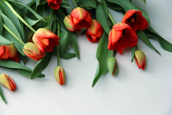 Tulipanes Rojos Sobre Fondo Blanco Madera — Foto de Stock