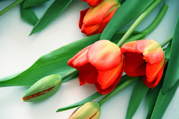 Rote Tulpen Liegen Auf Hellem Hintergrund — Stockfoto