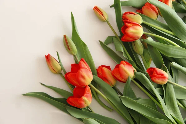 Red Tulips Lie Light Background — Stock Photo, Image