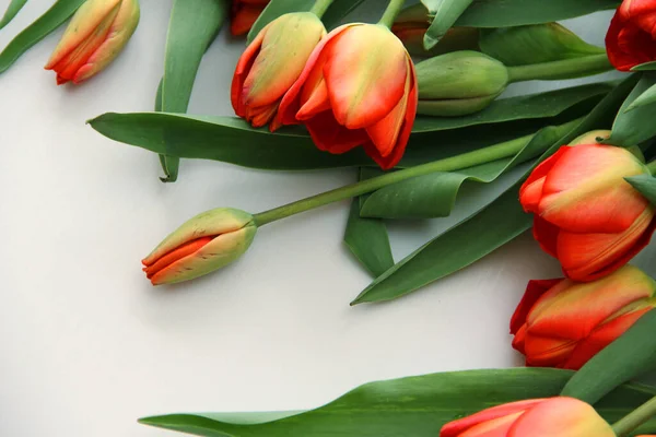 Tulipanes Rojos Yacen Sobre Fondo Claro — Foto de Stock