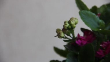 Çiçek açan pembe çiçekler ve tomurcuklar, çiçek açan pembe çiçek ve tomurcuklardan oluşan gür bir çalı. Ev yapımı saksı çiçekleri açar ve büyür Bir çiçeğe yakın çekim