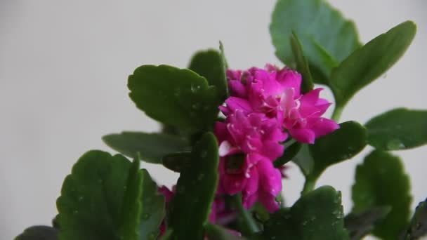 Flores Brotes Rosados Florecientes Exuberante Arbusto Flores Brotes Rosados Florecientes — Vídeos de Stock