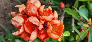 Baharda sarı karahindiba tarlası. Tarlada çiçek açan karahindibalar