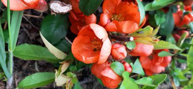 Baharda sarı karahindiba tarlası. Tarlada çiçek açan karahindibalar