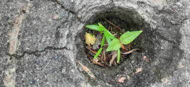 Yerden filizlenen bir filiz. Asfaltın altından filizlenen bir filiz. Bitkiler asfaltı delip geçti ve büyüdüler.