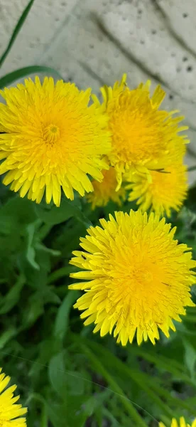 Поле Желтых Одуванчиков Весной Цветущие Одуванчики Поле — стоковое фото