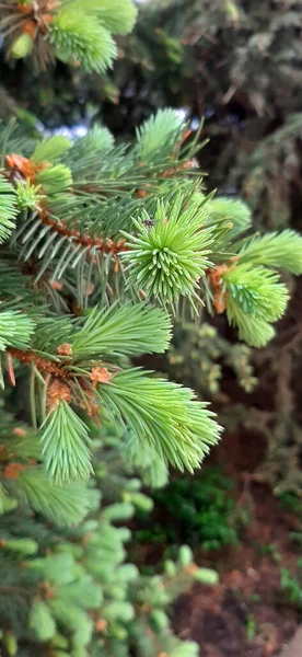 blooming fir trees. lush blue fir trees bloom in spring. the lush paws of the Christmas tree bloom in spring. Christmas trees in the forest. christmas tree branches. branches of a fir tree