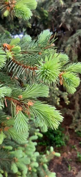 Bloeiende Dennenbomen Weelderige Blauwe Dennenbomen Bloeien Het Voorjaar Weelderige Poten — Stockfoto