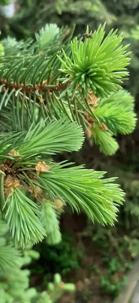 Bloeiende Dennenbomen Weelderige Blauwe Dennenbomen Bloeien Het Voorjaar Weelderige Poten — Stockfoto