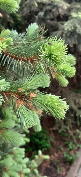 blooming fir trees. lush blue fir trees bloom in spring. the lush paws of the Christmas tree bloom in spring. Christmas trees in the forest. christmas tree branches. branches of a fir tree