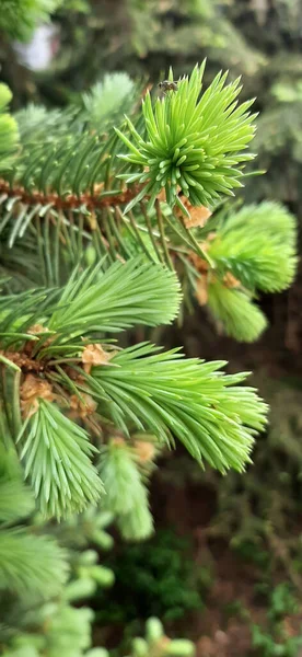 Abeti Fioriti Rigogliosi Abeti Blu Fioriscono Primavera Rigogliose Zampe Dell — Foto Stock