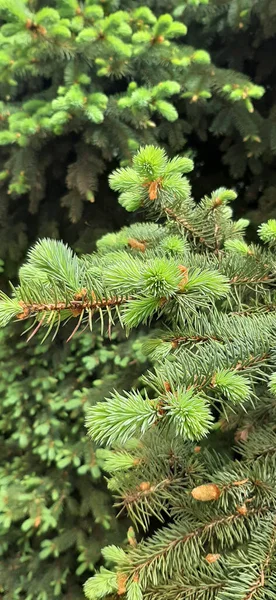 blooming fir trees. lush blue fir trees bloom in spring. the lush paws of the Christmas tree bloom in spring. Christmas trees in the forest. christmas tree branches. branches of a fir tree