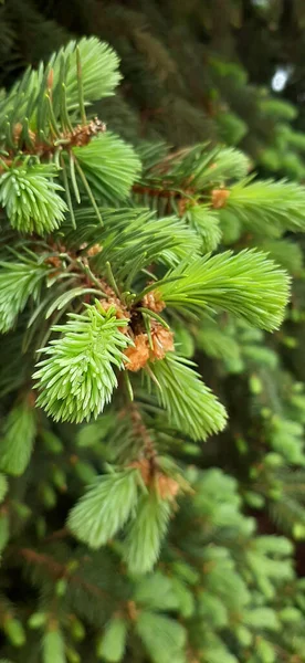 Bloeiende Dennenbomen Weelderige Blauwe Dennenbomen Bloeien Het Voorjaar Weelderige Poten — Stockfoto