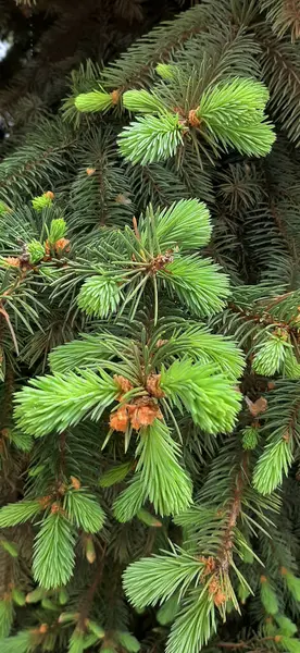 Bloeiende Dennenbomen Weelderige Blauwe Dennenbomen Bloeien Het Voorjaar Weelderige Poten — Stockfoto