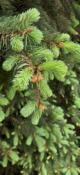 Bloeiende Dennenbomen Weelderige Blauwe Dennenbomen Bloeien Het Voorjaar Weelderige Poten — Stockfoto