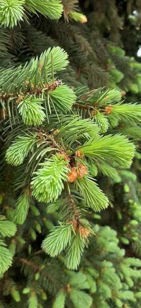 blooming fir trees. lush blue fir trees bloom in spring. the lush paws of the Christmas tree bloom in spring. Christmas trees in the forest. christmas tree branches. branches of a fir tree